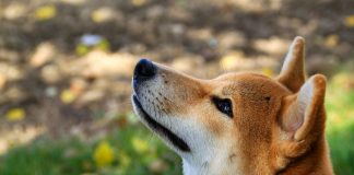 Shiba Inu Goes Critical: Shib Alpha Layer Marks Finish Of Meme Period