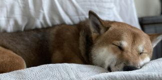 Dogecoin Hazard: A Dip Beneath $0.16 Might Set off A 30% Crash—Analyst