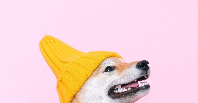 Double Win: Dogwifhat Jumps 24% Alongside Bitcoin’s $107Okay Push