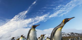 PENGU Heats Up: Almost $600M In Open Curiosity Sparks Rally Discuss PENGU Heats Up: Almost $600M In Open Curiosity Sparks Rally Discuss