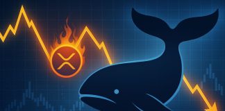 XRP Whale Exercise Alerts Warning: Distribution Sample Resurfaces