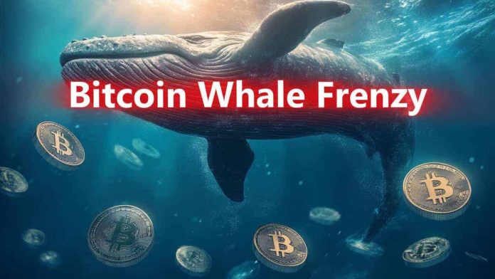 Bitcoin Season is Right here as Whale Frenzy Pushes the Variety of Wallets with Over 100 $BTC to 18,996 Bitcoin Season is Right here as Whale Frenzy Pushes the Variety of Wallets with Over 100 $BTC to 18,996