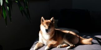 Dogecoin Attracts New Consideration As Open Curiosity Tops $three Billion