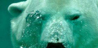 Analyst Says XRP Worth Is But To Hit Its First Bearish Goal – Particulars