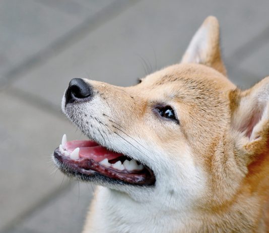 ETF Desires For Dogecoin: Critical Risk Or Simply Hype?