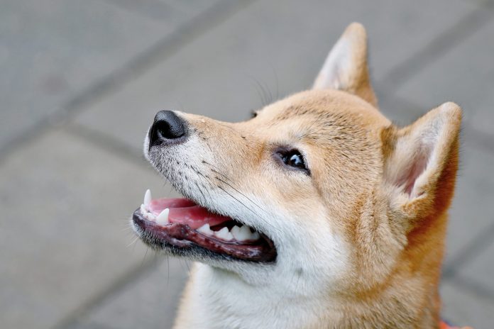 ETF Desires For Dogecoin: Critical Risk Or Simply Hype?
