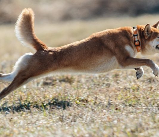 Dogecoin Defies Odds, Jumps 21% Even As ETF Debut Will get Pushed Again