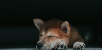 Dogecoin Might Pause Above $0.27 Earlier than Charging Towards $0.45 – Analyst