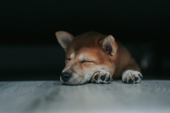 Dogecoin Might Pause Above $0.27 Earlier than Charging Towards $0.45 – Analyst