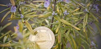 Analyst Units $5 Goal For The Dogecoin Worth If This Occurs