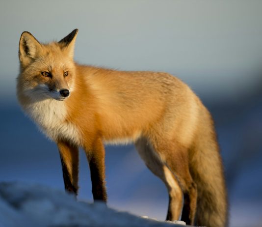 MetaMask’s Lengthy-Rumored Token Might Arrive ‘Sooner Than Anticipated’, CEO Says