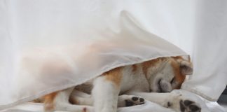 Dogecoin Warning: Double Prime Formation Hints At Decline – Analyst