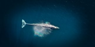 Whales Scoop $1.73B In Ether As Alternate Balances Hit 9-12 months Low Whales Scoop $1.73B In Ether As Alternate Balances Hit 9-12 months Low