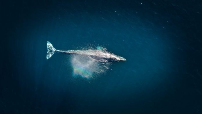 Whales Scoop $1.73B In Ether As Alternate Balances Hit 9-12 months Low