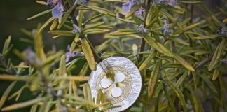 XRP Gears Up For Breakout, However Bearish Divergence Clouds Outlook