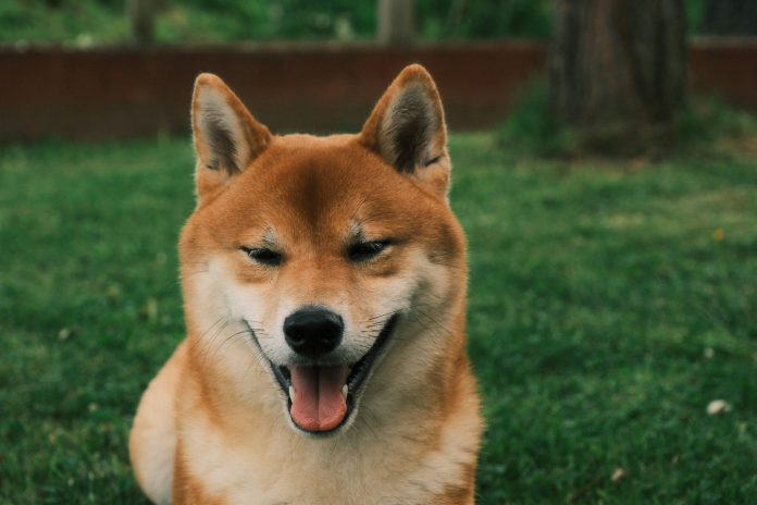 Dogecoin Face-Melting Rally: This Bullish Impulse Will Ship Value Towards $0.eight ATH