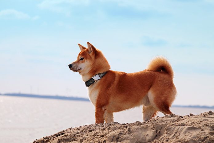 Dogecoin Eyes Huge Breakout: Subsequent Transfer Relies upon On $0.30
