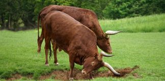 XRP’s 2017 Sample Returns In 2025, Analyst Predicts Large Rally