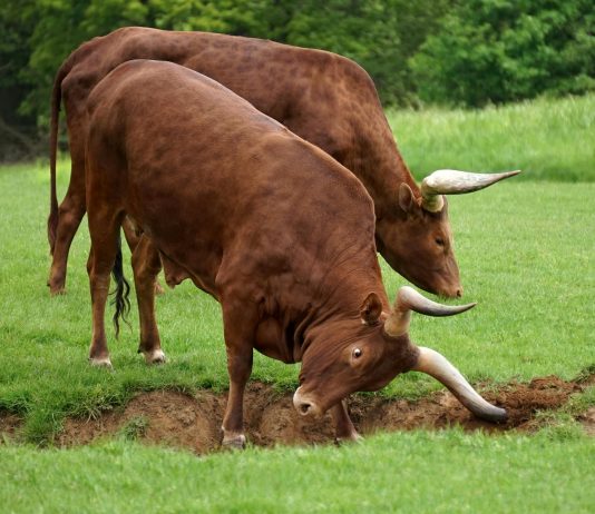 XRP’s 2017 Sample Returns In 2025, Analyst Predicts Large Rally