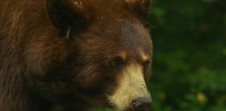 Michael Saylor Points Rally Cry To Bitcoin Military: “Starve The Bears!”