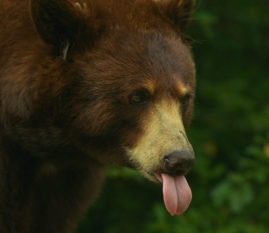 Michael Saylor Points Rally Cry To Bitcoin Military: “Starve The Bears!”