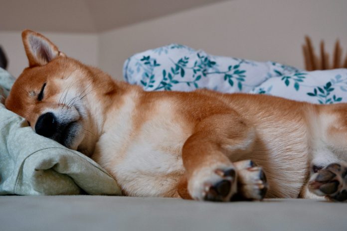Shiba Inu May Be ‘Lifeless And Sleeping’, However Not For Lengthy, Crypto Skilled Says