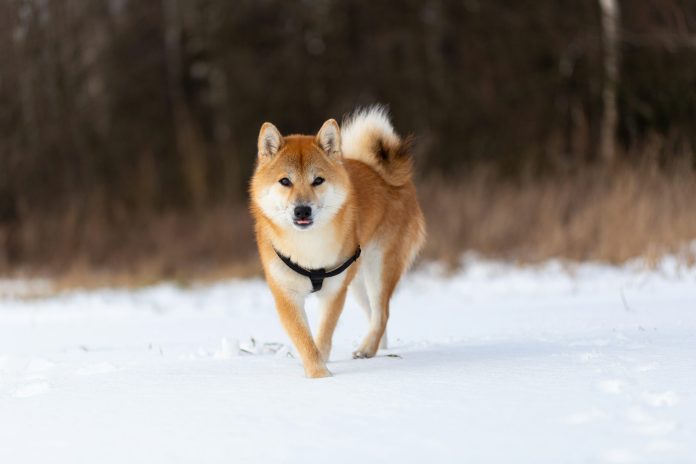 Dogecoin RSI Returns To Pre-Launch Ranges, Analyst Says Subsequent Main Surge Is Shut