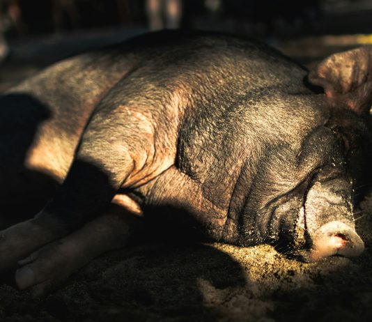 Crypto ‘Pig-Butchering’ Rip-off Escalating Into A Nationwide Safety Danger— Research