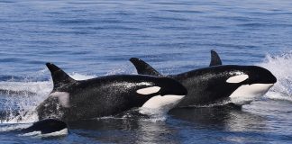 Bitcoin Veterans Cashing Out Might Set off Deeper Losses, Schiff Claims