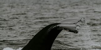 Promoting Storm: Bitcoin Whales May Drive Costs Down Additional, Specialists Warn