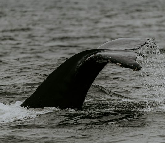 Promoting Storm: Bitcoin Whales May Drive Costs Down Additional, Specialists Warn