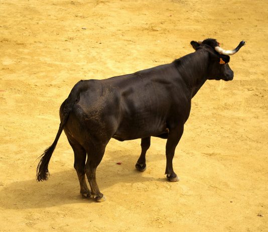 XRP Holders Labeled ‘Uneducated Perma Bulls’ By Veteran Dealer – Particulars XRP Holders Labeled ‘Uneducated Perma Bulls’ By Veteran Dealer – Particulars
