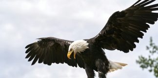 Trump-Linked World Liberty Backs USD1 With Treasury-Fueled Enlargement