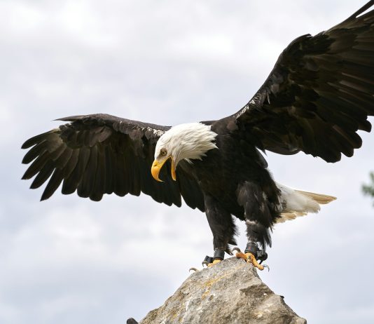 Trump-Linked World Liberty Backs USD1 With Treasury-Fueled Enlargement