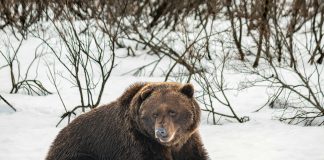 Bitcoin’s Bear Market May Not Be New: Information Factors To A 2-Month Slide