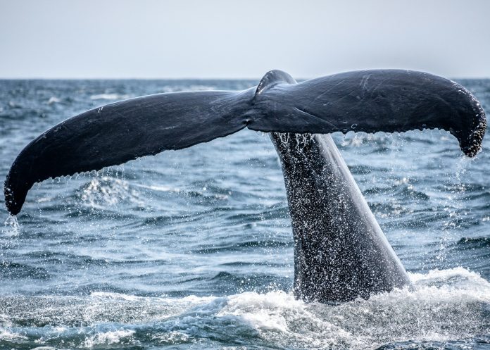 The Bitcoin Whale Comeback Story Might Be Overblown, Onchain Information Reveals