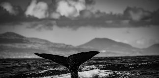 Swift Surge: New XRP Whale Amasses $206 Million In Minutes