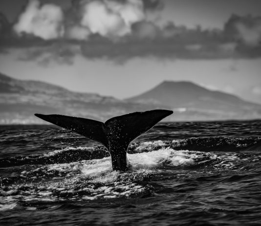 Swift Surge: New XRP Whale Amasses $206 Million In Minutes Swift Surge: New XRP Whale Amasses $206 Million In Minutes