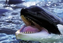 Large Gamers Return: Bitcoin Whales Scoop Up BTC At $71Okay Large Gamers Return: Bitcoin Whales Scoop Up BTC At $71Okay