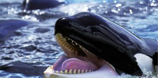 Large Gamers Return: Bitcoin Whales Scoop Up BTC At $71Okay