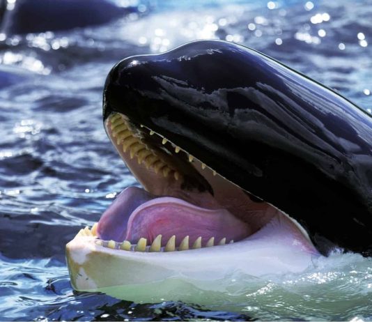 Large Gamers Return: Bitcoin Whales Scoop Up BTC At $71Okay