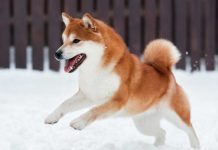 Shiba Inu Below Strain As Practically 40B Netflow Surge Hits Exchanges