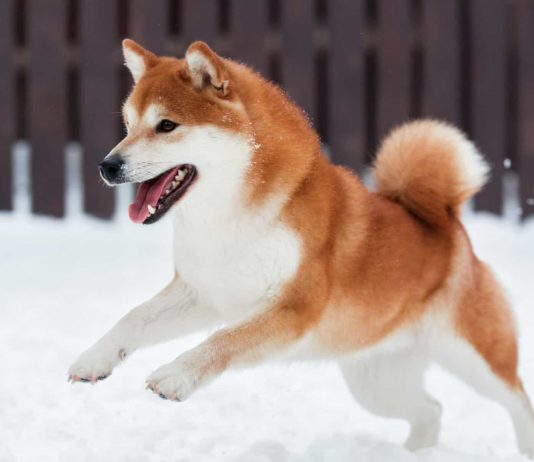 Shiba Inu Below Strain As Practically 40B Netflow Surge Hits Exchanges
