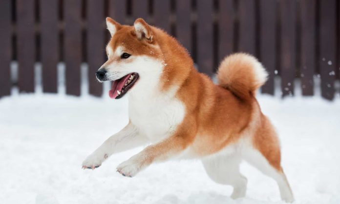 Shiba Inu Below Strain As Practically 40B Netflow Surge Hits Exchanges