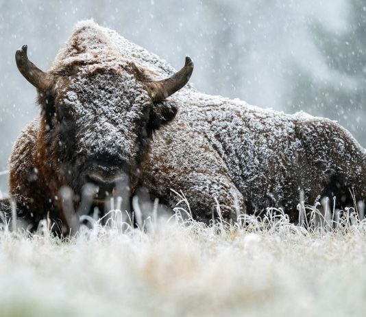 The Crowd Is Bearish On Bitcoin, However Historical past Says That’s Bullish