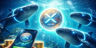 XRP Whales Are Quickly Shopping for Whereas Retail Is Panicking, Do They Know One thing You Don’t?