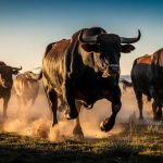 Bitcoin Bulls Awaken As Uncommon Golden Cross Sign Flashes On Charts