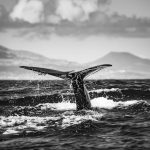 Mysterious Bitcoin Whale Transfers $40 Billion After Years Of Silence