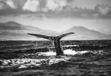 Mysterious Bitcoin Whale Transfers $40 Billion After Years Of Silence