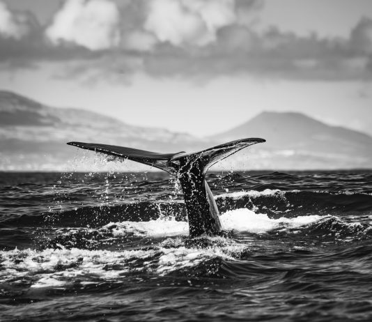 Mysterious Bitcoin Whale Transfers $40 Billion After Years Of Silence